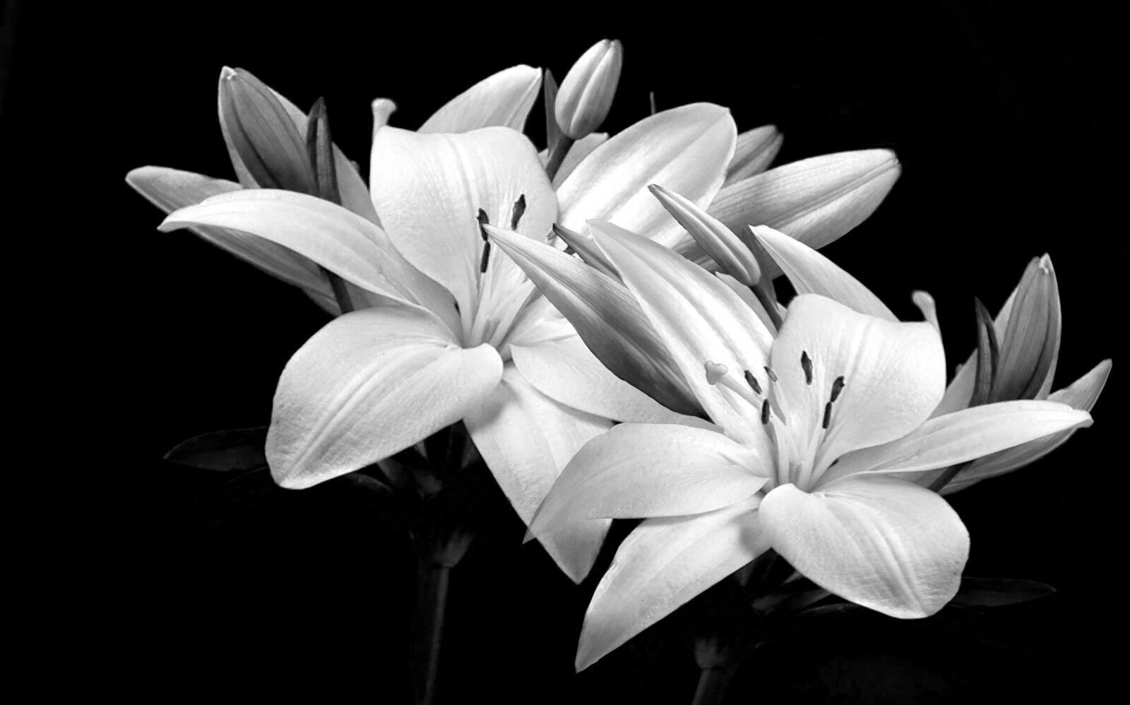 Black & White Lilies Cotton Canvas Wall Art Picture Print - A1, A2 +sizes