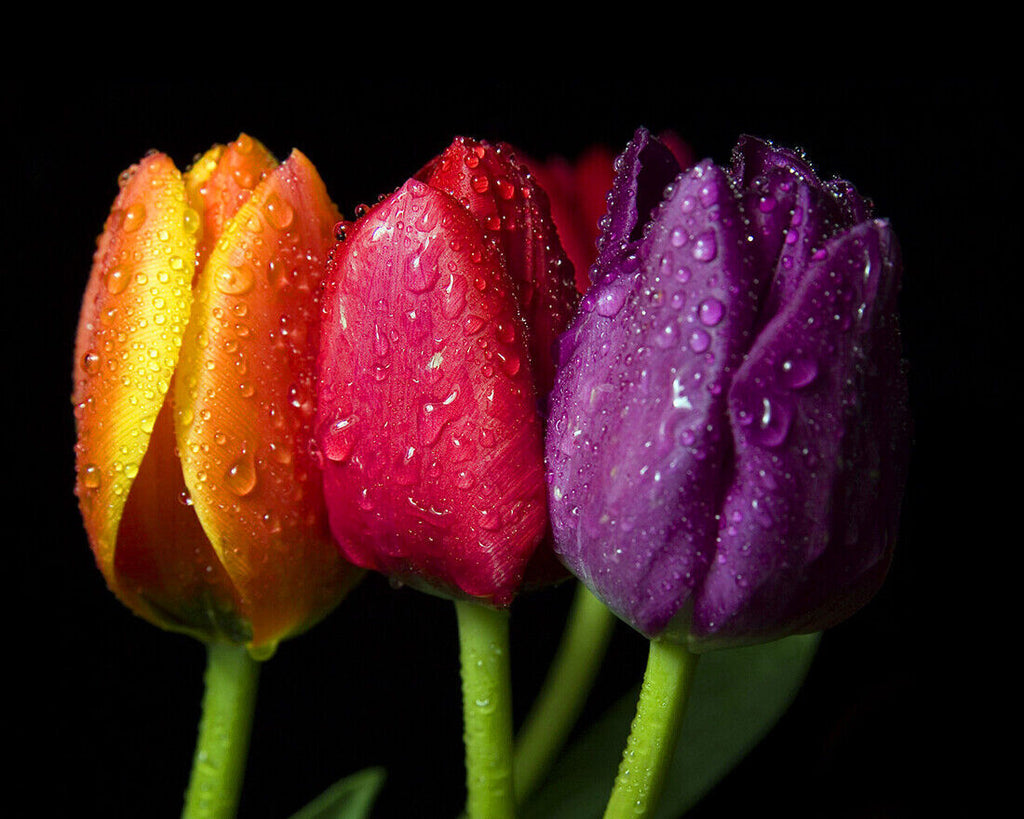 Colourful Tulips Floral Flower Cotton Canvas Wall Art Picture Print  A1 A2 sizes