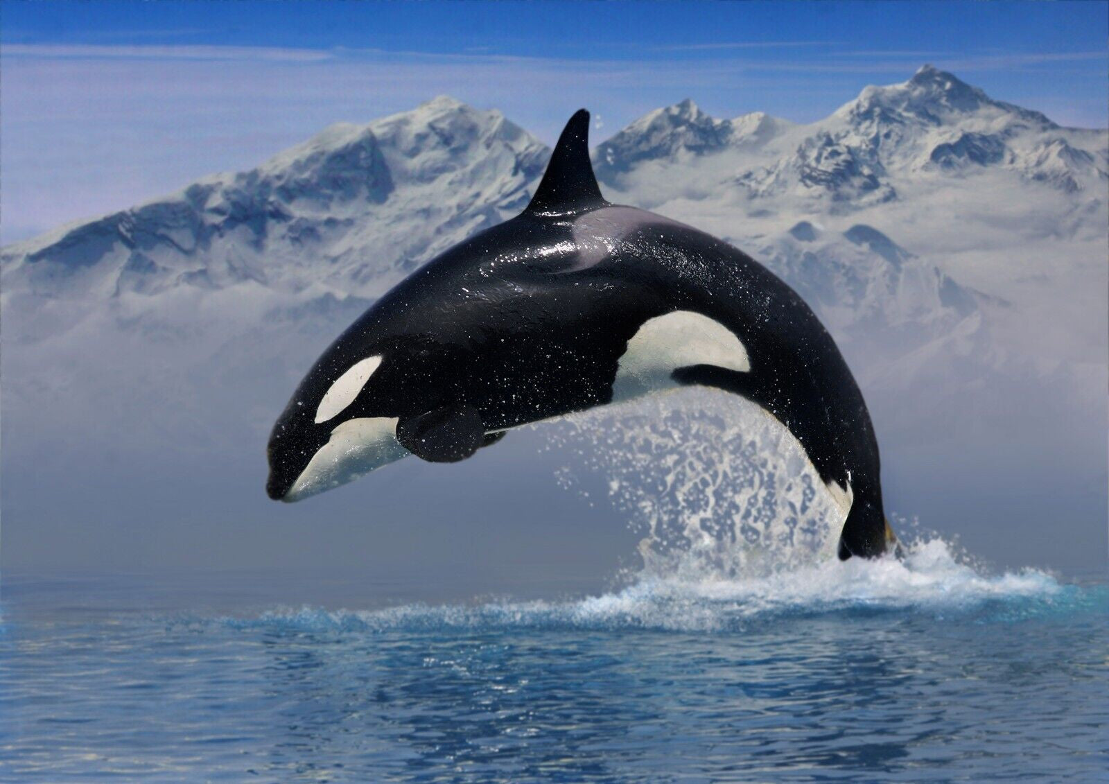 Orca Whale in Ocean Blue Canvas Wall Art Picture Print